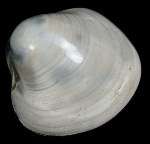 Polished Fossil Clam - Small Size #5291